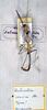 CollectionObject 1561600; 21e49887-29d3-45bd-b8ed-522db0a00c63: copyright MSNG. male (holotype). (CollectionObject).