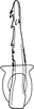 Aedeagus, ventral view on Shadelphax eforiae (Dlabola, 1961): Aedeagus, ventral view. (Observation).