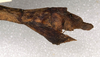 CollectionObject 1557658; NMW 516, d6166402-1bac-4d9d-96d4-bedfe2a69a09: copyright NMW, Vienna. female: end of abdomen, lateral view (holotype). (CollectionObject).