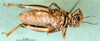 female, ventral view (paralectotype). Depicts CollectionObject 1590809; 1f18e3fa-4b5b-4015-a7b2-d4b23a91b9d6, a CollectionObject.