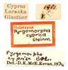 CollectionObject 1538206; 6aead1fc-afce-4f9f-bbae-a244730bddea: labels (holotype of Pyrgomorpha cyprica Steinmann, 1967). (CollectionObject).