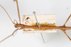 CollectionObject 1561483; 7927adf5-421a-4367-a893-b84f00a7e00d: copyright MHNG Geneva. male: head & thorax, dorsal view (holotype). (CollectionObject).
