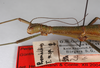 CollectionObject 1557501; 02d3ac2e-3049-401d-a564-ca8051c22800: copyright ZMB, Berlin. female: head & thorax, lateral view (paratype). (CollectionObject).;CollectionObject 1557502; f3f883a3-bc26-4403-83fc-8358644cbae8: copyright ZMB, Berlin. female: head & thorax, lateral view (paratype). (CollectionObject).