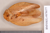Gyna laticosta (Walker, 1868): Holotype, unsexed, dorsal. BMNH(E)#878077. (Otu).