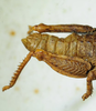 CollectionObject 1498703; ba0b4d5c-9422-4f32-9e56-630015aec536: male abdomen, dorso-lateral view. (CollectionObject).