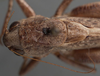 CollectionObject 1505833; 9ec19a7f-f1ce-403a-8155-30af49875018: male pronotum, dorsal view (holotype). (CollectionObject).
