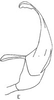 Aedeagus, lateral view: Aedeagus, lateral view. (Observation).