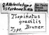 CollectionObject 1580139; 4e09aad0-704c-4aeb-b1f6-67bf70cce527: Image Carbonell, C.S. labels (paralectotype of lectoallotype). (CollectionObject).