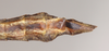 CollectionObject 1556916; NHMUK(SF IMPORT DUPLICATE) 845103, ba7a8d35-4a0d-4e52-a8c0-f52736a9d4d2: copyright Natural History Museum, London. female: end of abdomen, ventral view (paratype). (CollectionObject).