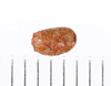 CollectionObject 1562392; abaa87b7-baa2-468f-b2ff-49941447bd88: copyright ZMUH, Hamburg. egg, lateral view (from holotype). (CollectionObject).
