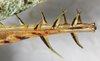CollectionObject 1532956; 5c91349d-23fe-4c0e-a6ee-05441b5ba550: female, knee region of hind leg, dorsal view (syntype). (CollectionObject).