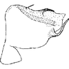 Pygofer, lateral view: !! display not done !! on Neozygina ceonothana (Beamer, 1934): Pygofer, lateral view. (Observation).