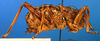 CollectionObject 1568346; b8f49413-fa4b-4ef1-bb6c-0050911ce6e6: female, lateral view (syntype of Acanthoproctus elaphos). (CollectionObject).