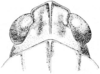 Tetrix brunnerii (Bolívar, 1887): Fig. 34. female, head, dorsal view. (Otu).