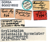 labels (paralectotype). Depicts CollectionObject 1575895; 28dfd54c-367b-41f7-9bf8-424c4d6e36f4, a CollectionObject.