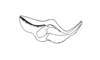 Tropidostethus angusticollis (Blanchard, 1851): Fig. 176. endophallus, lateral view. (Otu).