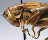 CollectionObject 1517196; 22cdfdac-5157-444e-9fd3-f7c0f9bdc7c3: male, lateral view (holotype). (CollectionObject).