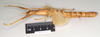 CollectionObject 1559743; e65ae62f-54c9-4e8e-9986-6b131a436fa2, NHMUK(SF IMPORT DUPLICATE) 845072: copyright Natural History Museum, London. female, lateral view (paralectotype). (CollectionObject).