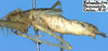 CollectionObject 1517460; 783f6212-93ff-4df4-ae22-f81c42633331: male, lateral view (holotype). (CollectionObject).