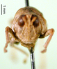 CollectionObject 1500952; 398a1753-448e-4d3f-9024-ad9d09f691c3: female, frontal view (holotype). (CollectionObject).