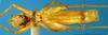CollectionObject 1505274; 0804c871-1189-4ec2-8803-c7126685eab6: male ventral view (holotype). (CollectionObject).