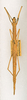 CollectionObject 1558686; 6f221c7a-208e-4d07-9599-d5d99b894f36: copyright ANSP. female (syntype). (CollectionObject).