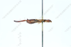 CollectionObject 2214711; IZCAS CSTR:19715.10.2111C0002601112776, 2cfab448-4cc9-4ca6-a556-037ee1ee82b2, IOZ(E)200559: Forficula davidi subsp. externa holotype CSTR:19715.10.2111C0002601112776. Available at: http://museum.ioz.ac.cn/bbimgxx.aspx?pth=2111C0002601112776. (CollectionObject).