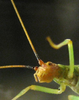 Oecanthus californicus californicus Saussure, 1874: antennae of pale form. (Otu).