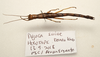 CollectionObject 1591084; 3ff59c76-698e-4660-a4c2-b8ec51718732: copyright MBBJ Bogor. female, dorsal view (holotype). (CollectionObject).