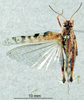 CollectionObject 1537902; 569fb00b-e3ee-4843-8a5d-143c54f40a0e: male, dorsal view. (CollectionObject).;CollectionObject 1537903; 5770711a-0a76-42e8-90bd-a60ad76a8e46: male, dorsal view. (CollectionObject).