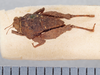 CollectionObject 1523082; a91740e7-1d5d-4f26-8a7b-5314e7457df7: male, dorsal view (holotype). (CollectionObject).