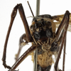 CollectionObject 1529771; a2292b67-204e-42db-8f84-f00bd5dfa41f: male, frontal view (holotype). (CollectionObject).