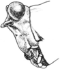 Tetrix arenosa angusta (Hancock, 1896): Fig. 72. male, head, lateral view. (Otu).