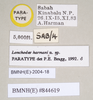 CollectionObject 1559453; 578e9e2a-4691-4089-8e01-37838b64286b: copyright Natural History Museum, London. male, data labels (paratype). (CollectionObject).;CollectionObject 1559454; ebecc9ec-62c2-4dee-968b-3db0f117c7ff: copyright Natural History Museum, London. male, data labels (paratype). (CollectionObject).