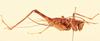 CollectionObject 2066767; NHMUK015982395, 4027d348-fe5f-4329-b9c0-02cf82ec6084: female, lateral view (paralectotype). (CollectionObject).