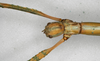 CollectionObject 1558770; NMW 886, b2082131-cbee-47a2-a57c-1f9ae817d6c5: copyright NMW, Vienna. female: head, dorsal view of synonym Eurycnema stenocerca (lectotype), copyright NMW, Vienna. (CollectionObject).