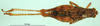 CollectionObject 1502507; 560779e0-2b26-489f-ba56-c6287ea2dd03, DORSA BA000546S04: female, dorsal view (syntype). (CollectionObject).