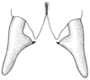Eremopedes (Eremopedes) covilleae Hebard, 1934: Pl. III, Fig. 3 (after type). distal portion of male supra-anal plate and cerci, dorsal view. (Otu).