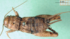 CollectionObject 1500742; 47ad984c-6842-46d8-98a0-772561e41109: female nymph (syntype of Gryllus diadematus). (CollectionObject).