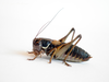 CollectionObject 1591418; f892eccf-6d1f-46cd-85d3-37dfa363b2e5: male (GR: Giona Mountains). (CollectionObject).