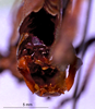 CollectionObject 1516181; a68823fd-f097-47a2-ab62-30e8185fb893: male abdominal apex (syntype). (CollectionObject).