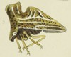 Habitus, lateral view: !! display not done !! on Entylia aedipus Buckton, 1903: (Observation).