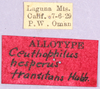 CollectionObject 1499655; e33f6f3f-9f82-4997-b62f-9d3b83bfa842: labels (allotype). (CollectionObject).