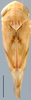 Habitus, dorsal view: Eusama amanda, dorsal habitus (INHS). (Observation).