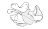 Aspidophyma americana Bolívar, 1884: Fig. 22. phallic complex, epiphallic layer, lateral view. (Otu).