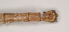 CollectionObject 1556979; NHMUK(SF IMPORT DUPLICATE) 844987, d417b3a8-e424-455e-b8ee-700dff073cfc: copyright Natural History Museum, London. female: end of abdomen, dorsal view (holotype). (CollectionObject).