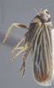 Habitus, lateral view: !! display not done !! on Amblysellus curtisii (Fitch, 1851): Lateral. (Observation).