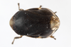 Live specimen on Clastoptera xanthocephala Germar, 1839: (Observation).