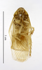 CollectionObject 1587913; MNHN(SF IMPORT DUPLICATE) MNHN-EP-EP837, 57289537-f329-4980-9bc5-a0d56504fdcf: CC BY-NC-ND 4.0/MNHN - Depraetere Marion - 2014. Syntype, male, of lutea Chopard, 1929. Specimen number: MNHN-EP-EP837. http://coldb.mnhn.fr/catalognumber/mnhn/ep/ep837. (CollectionObject).