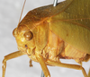 CollectionObject 1564210; NMW 12038, 917a7608-ea52-48c8-8116-e3318eed2645: female head and pronotum, fronto-lateral view (syntype). (CollectionObject).
